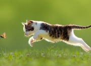 开云体育下载-范弗利特一剑封喉！勇士团队压制力令爵士窒息