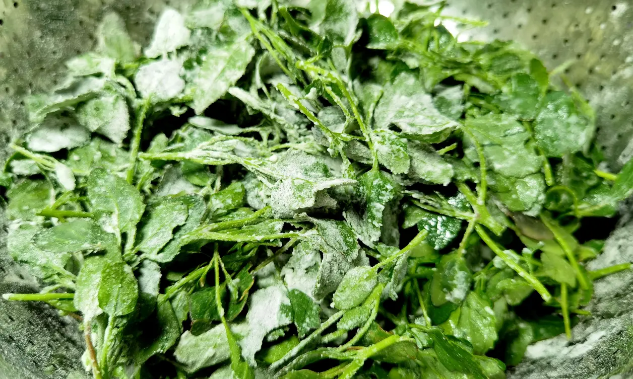 包含汉堡草菜现连败,保持不稳定状态的词条 包含汉堡草菜现连败,保持不稳定状态的词条